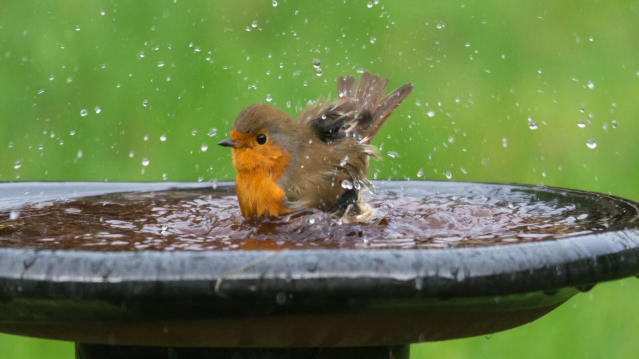 In einer Vogeltränke können sich die Piepmatze im Sommer erfrischen.