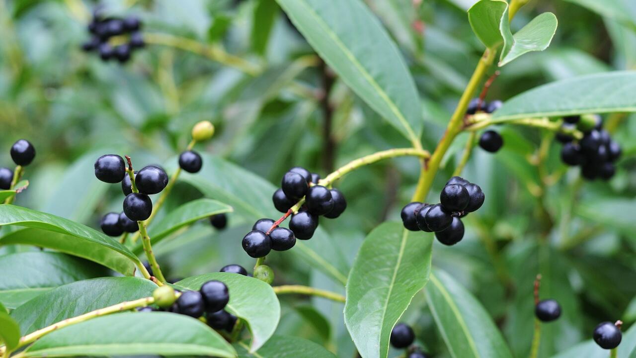 Ist Kirschlorbeer giftig? Weshalb die beliebte Gartenhecke in der Kritik steht Ist Kirschlorbeer giftig? Weshalb die beliebte Gartenhecke in der Kritik steht