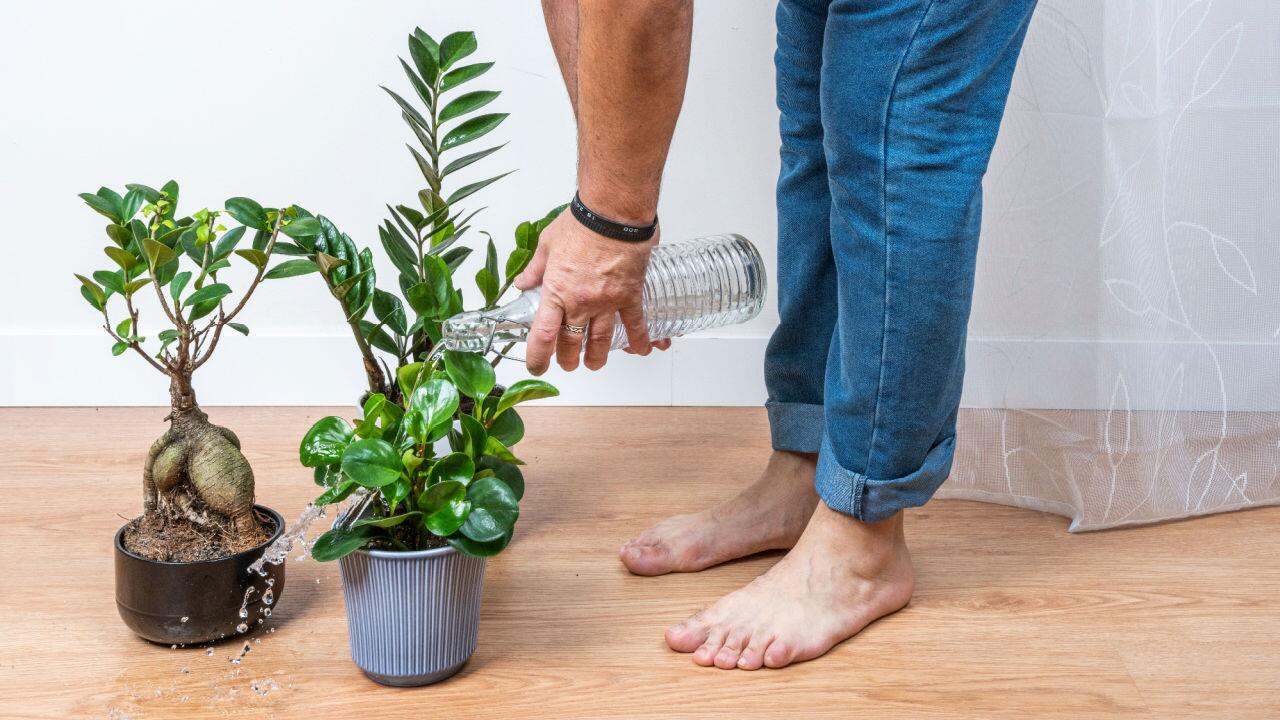 Ist Mineralwasser gut, um Pflanzen zu gießen?