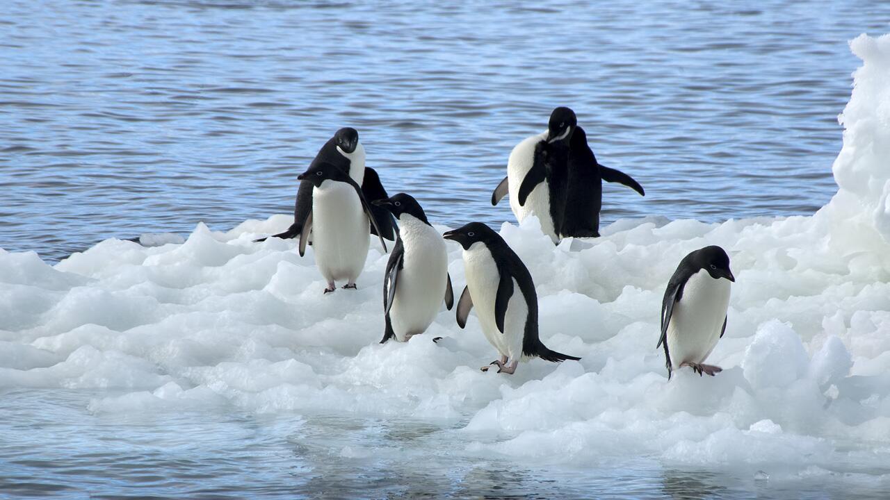 Ist die Antarktis noch zu retten? Regierungen tagen in Australien