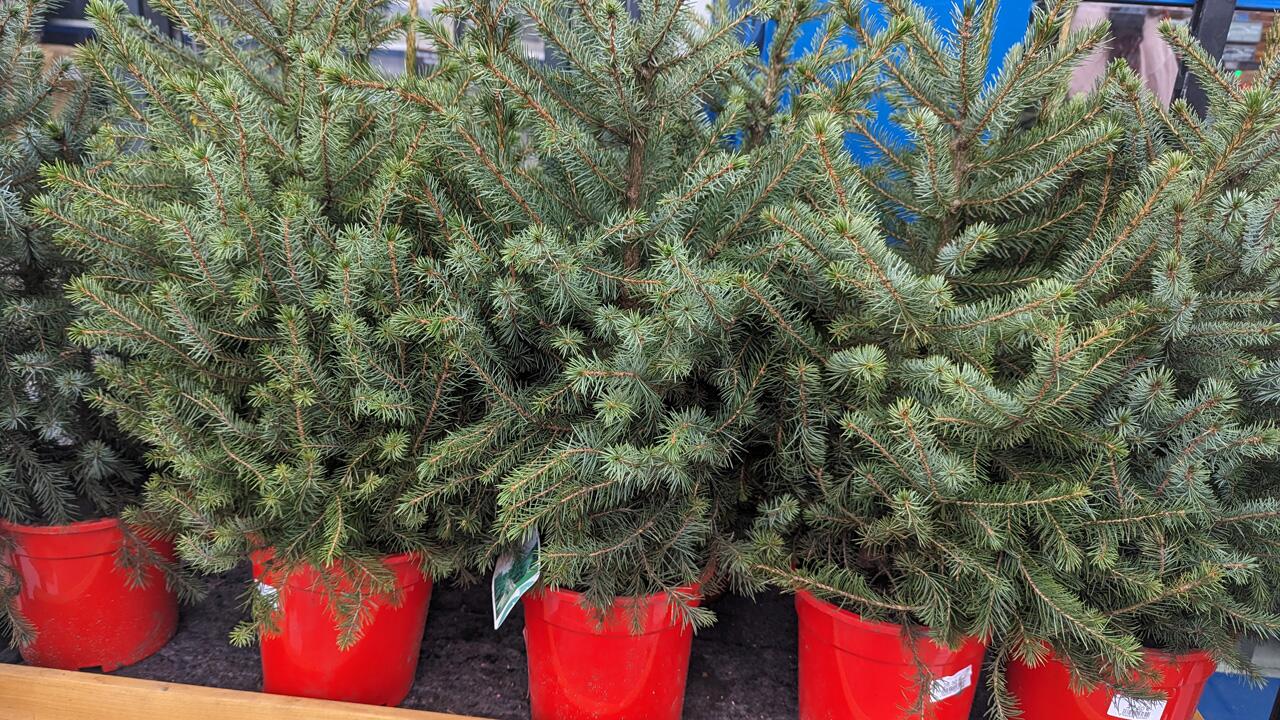 Ist ein Weihnachtsbaum im Topf eine nachhaltige Option zum konventionellen Baum?