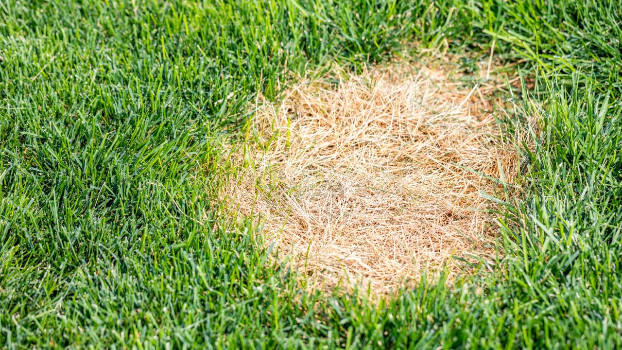 Kahle Stellen im Rasen: So wird der Rasen wieder grün