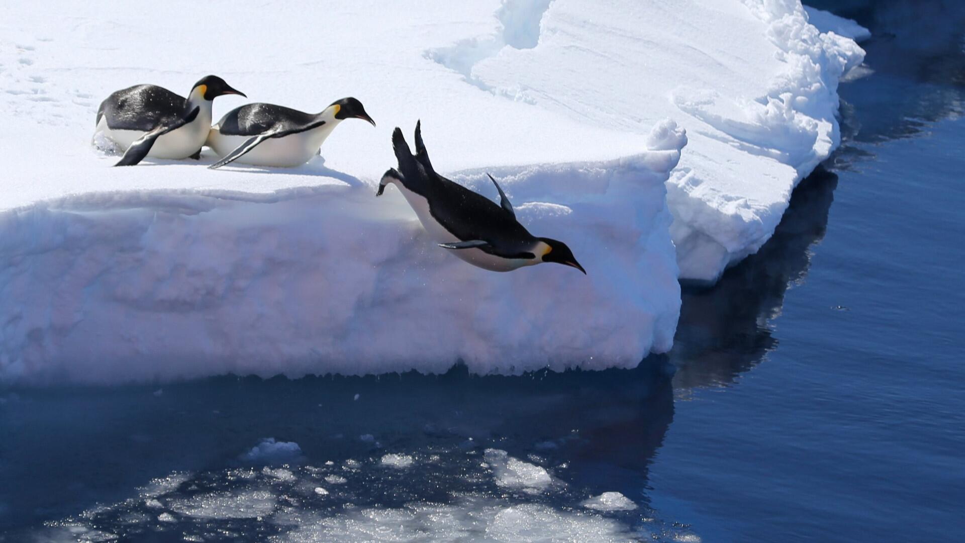 Kaiserpinguine in der Antarktis sind bedroht.