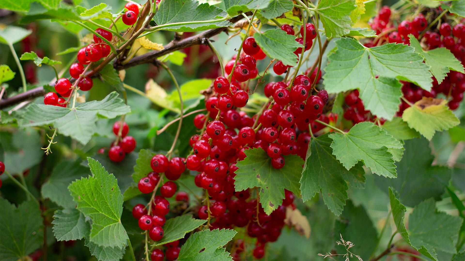 Kalorienarm und voller Vitamine: Johannisbeeren.