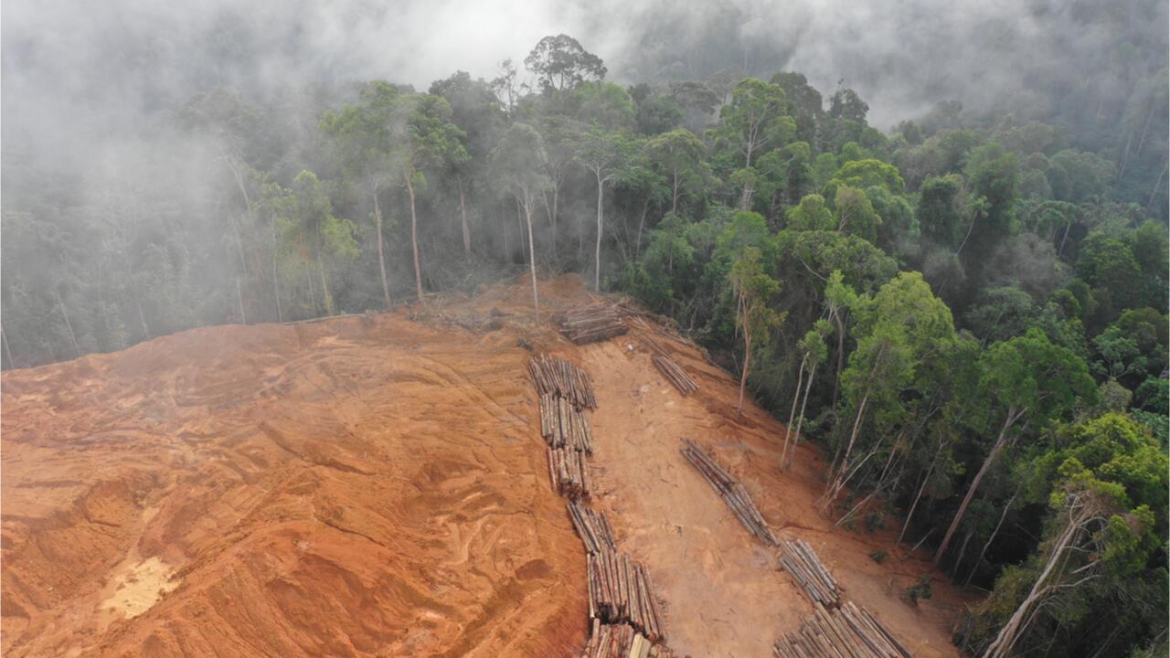 Kampf gegen Entwaldung: Klimaschützer fordern verbindliches Abkommen