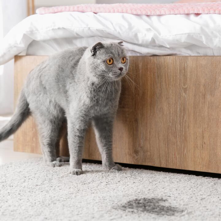 Tumor bieten Pence katzenurin geruch entfernen teppich Bachelor intern Panther