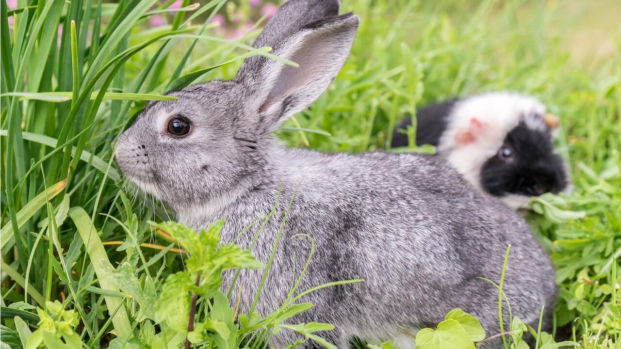 Kleintiere wie Kaninchen, Meerschweinchen und Co. lieben Gesellschaft.