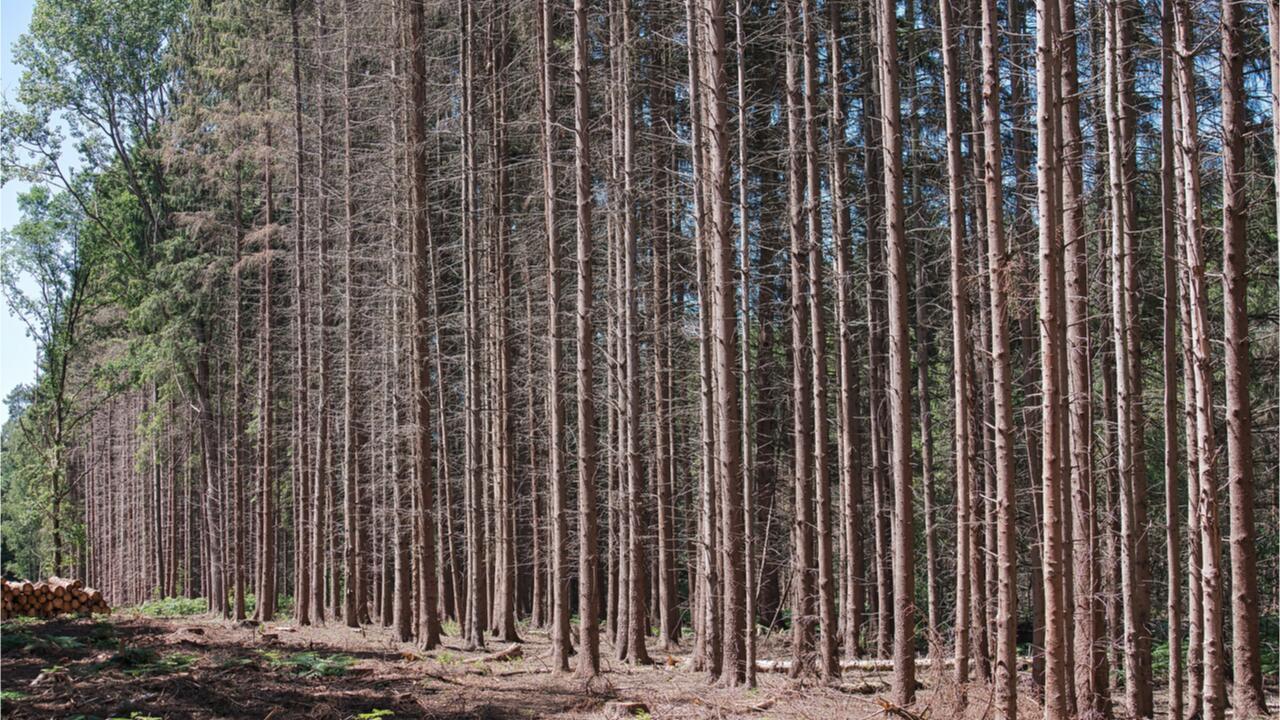 Klimaforscher: Wald in Deutschland ist im Trockenstress 