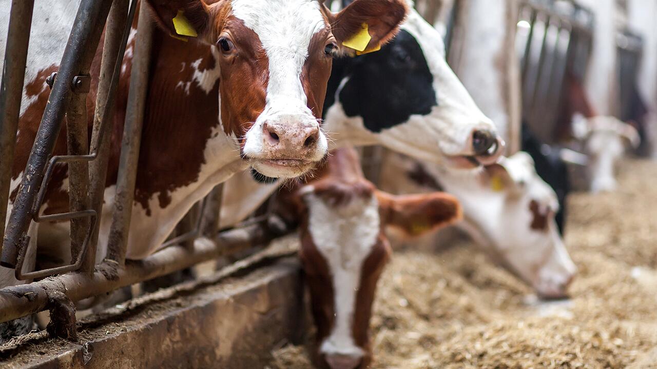 Klimakiller Kuhmilch: Heumilch ist die klimafreundlichste Kuhmilch. 