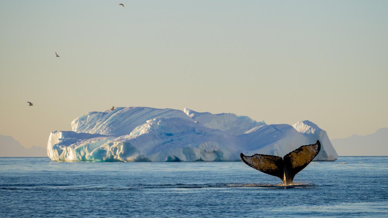 Klimakrise bedroht Arktis-Plankton: Gefahr für Robben, Wale und Co 