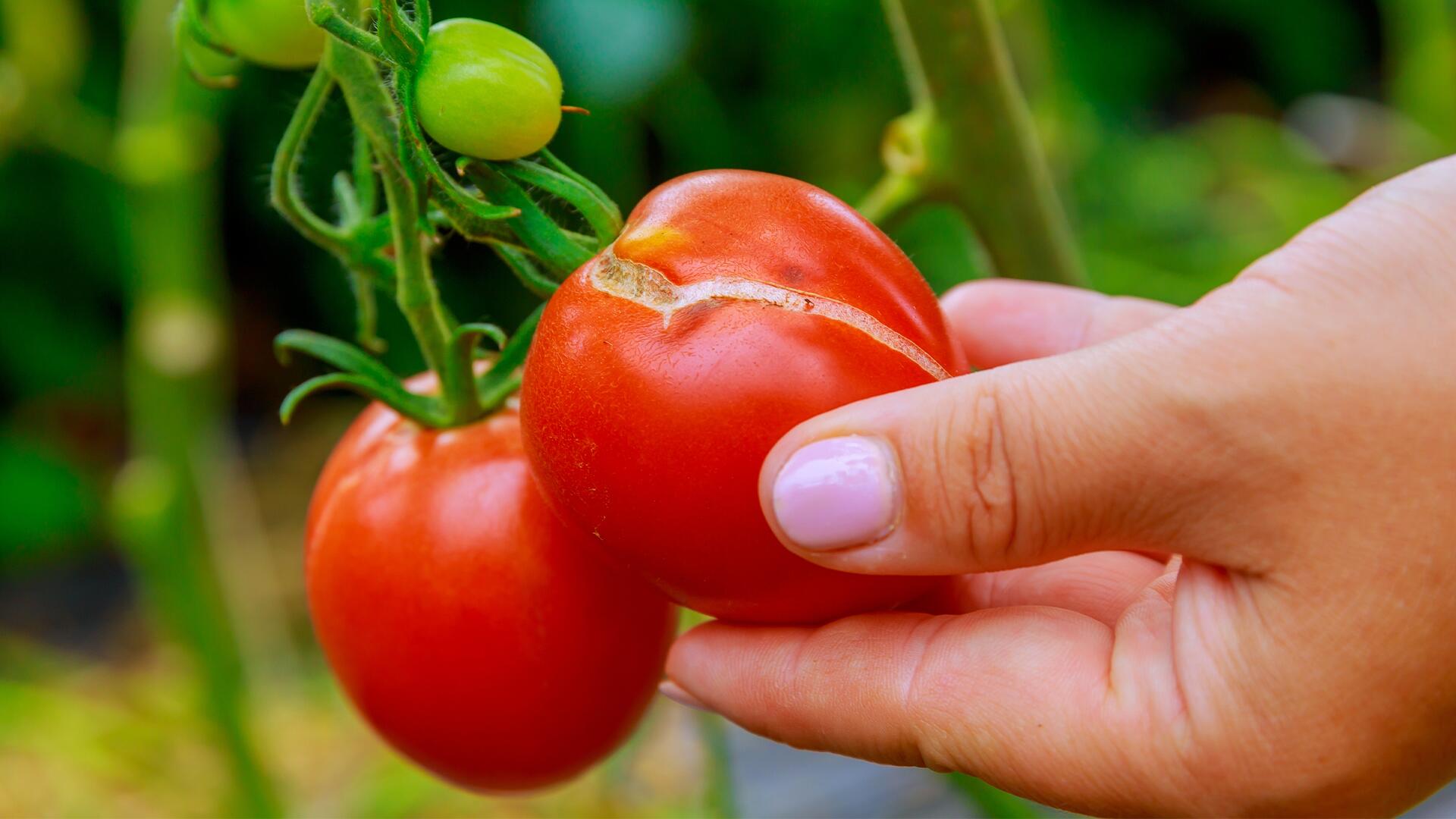 Warum Tomaten jetzt aufplatzen – und was kann man dagegen tun kann