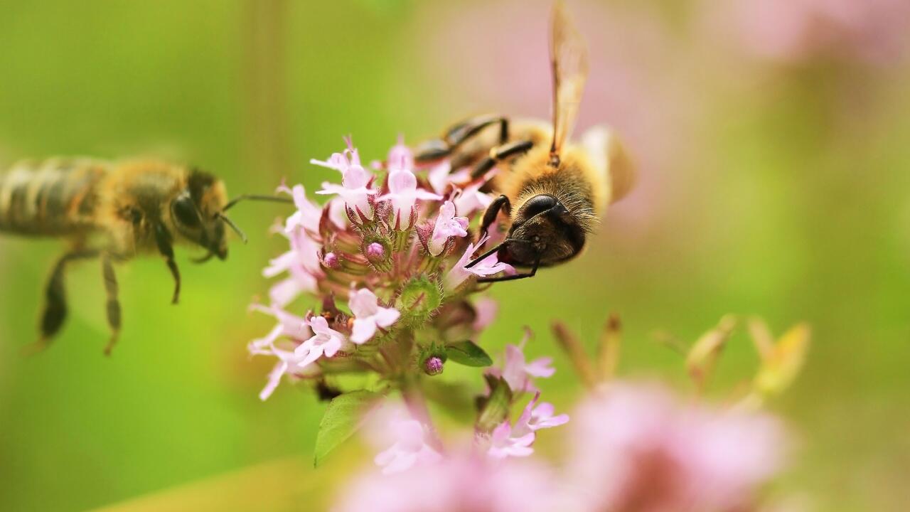 Kräuter wie Thymian und Pfefferminze bilden Blüten aus, die Bienen wertvolle Nahrung bieten.