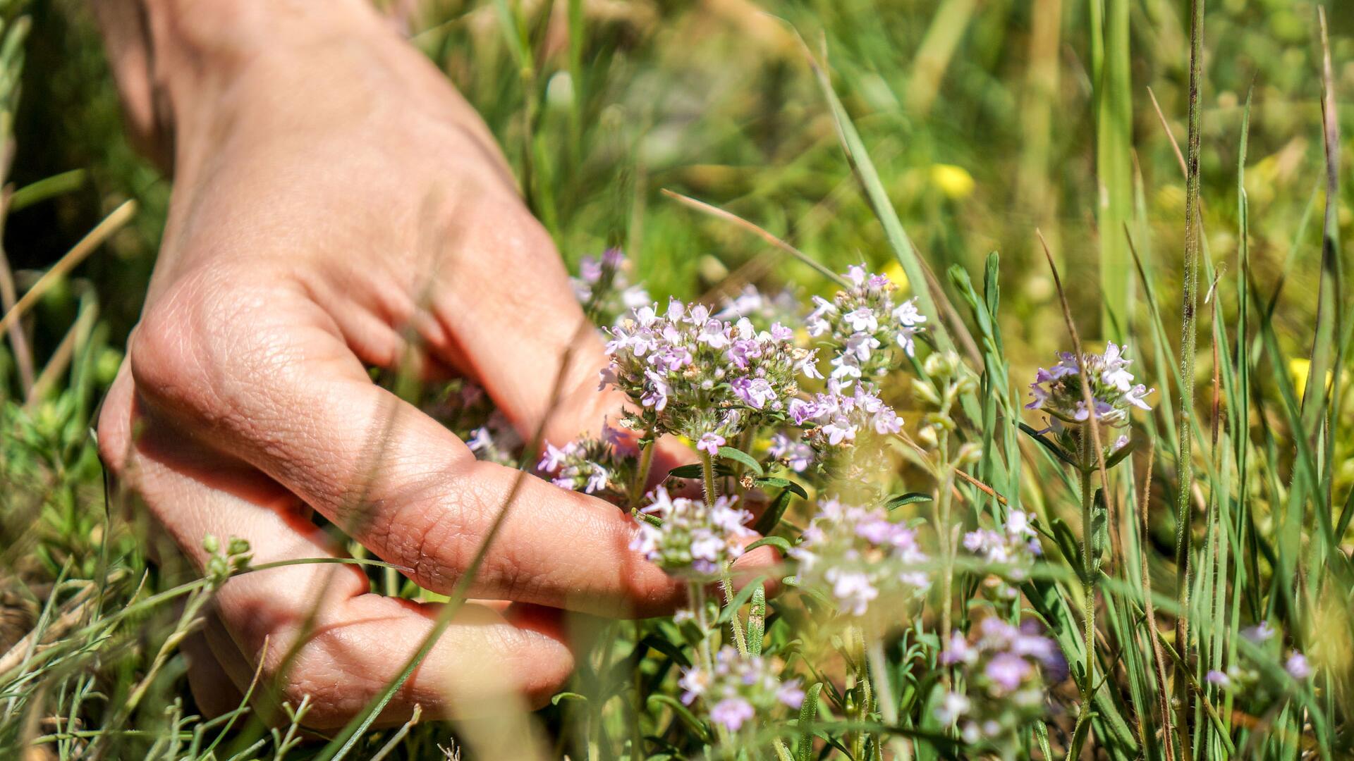 Kräuterrasen im Garten: Welche Pflanzen wirklich robust und bienenfreundlich sind