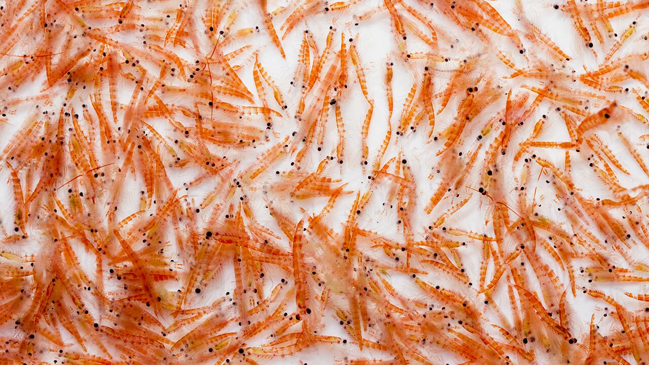 Krill- und Algenölkapseln im Test