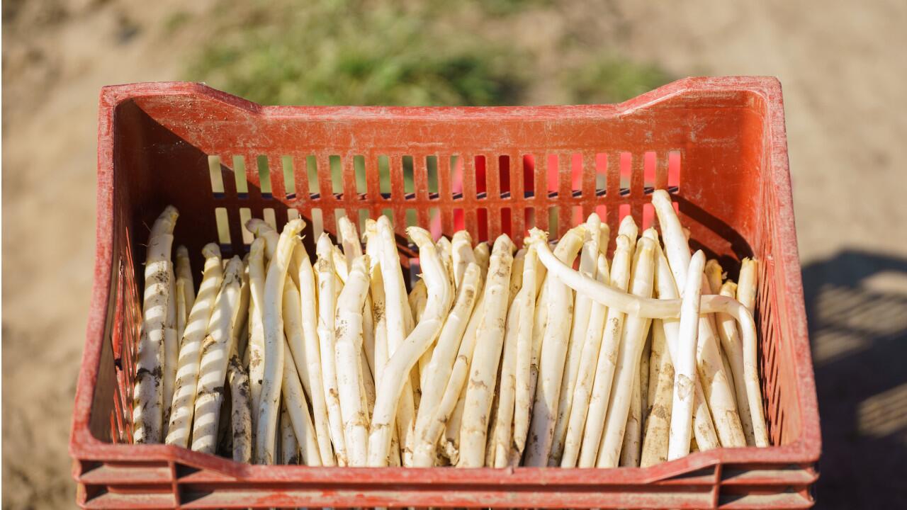 Krummer Spargel hat Vorteile: Die Stangen sind günstiger – und richten sich beim Kochen wieder auf.