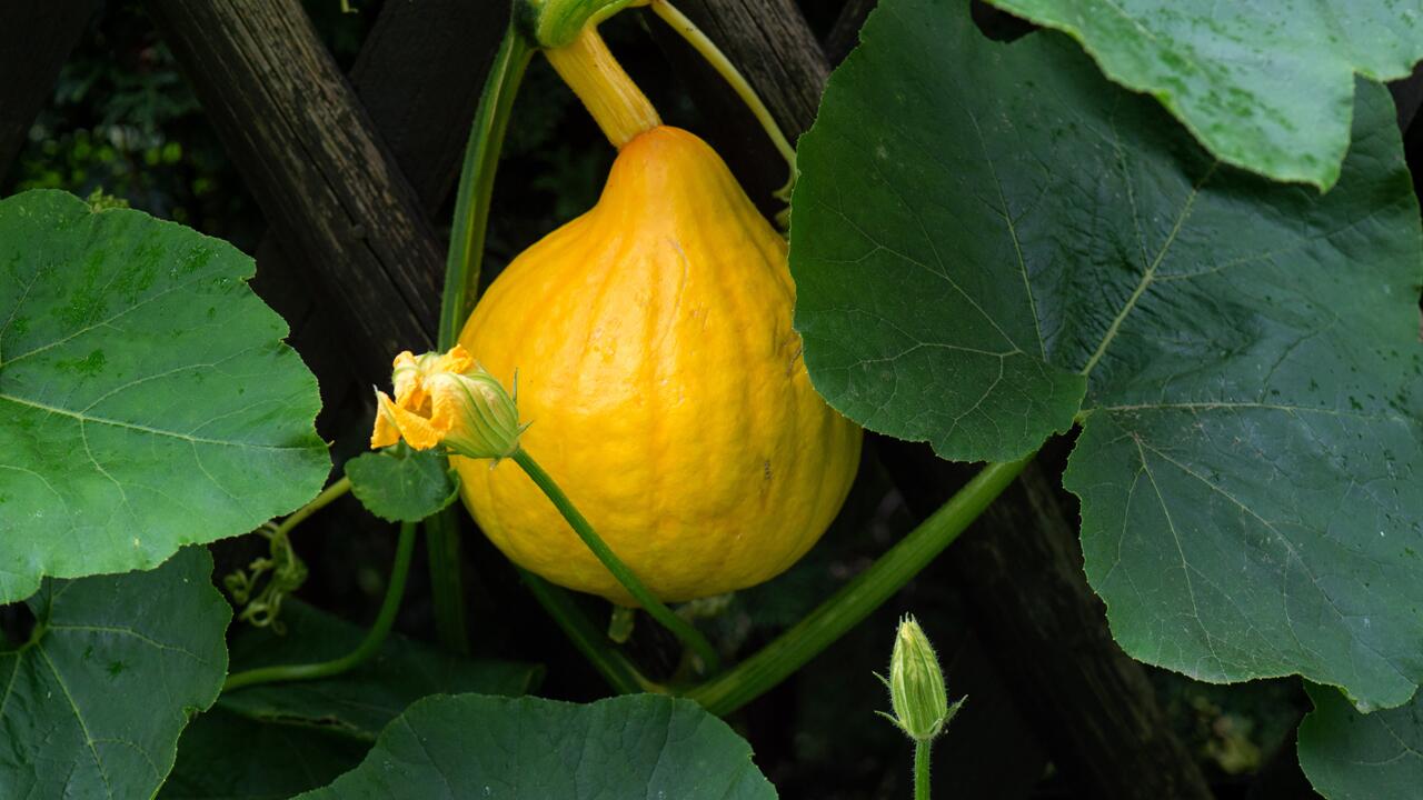 Kürbis im Garten: 6 Tipps für eine gute Ernte