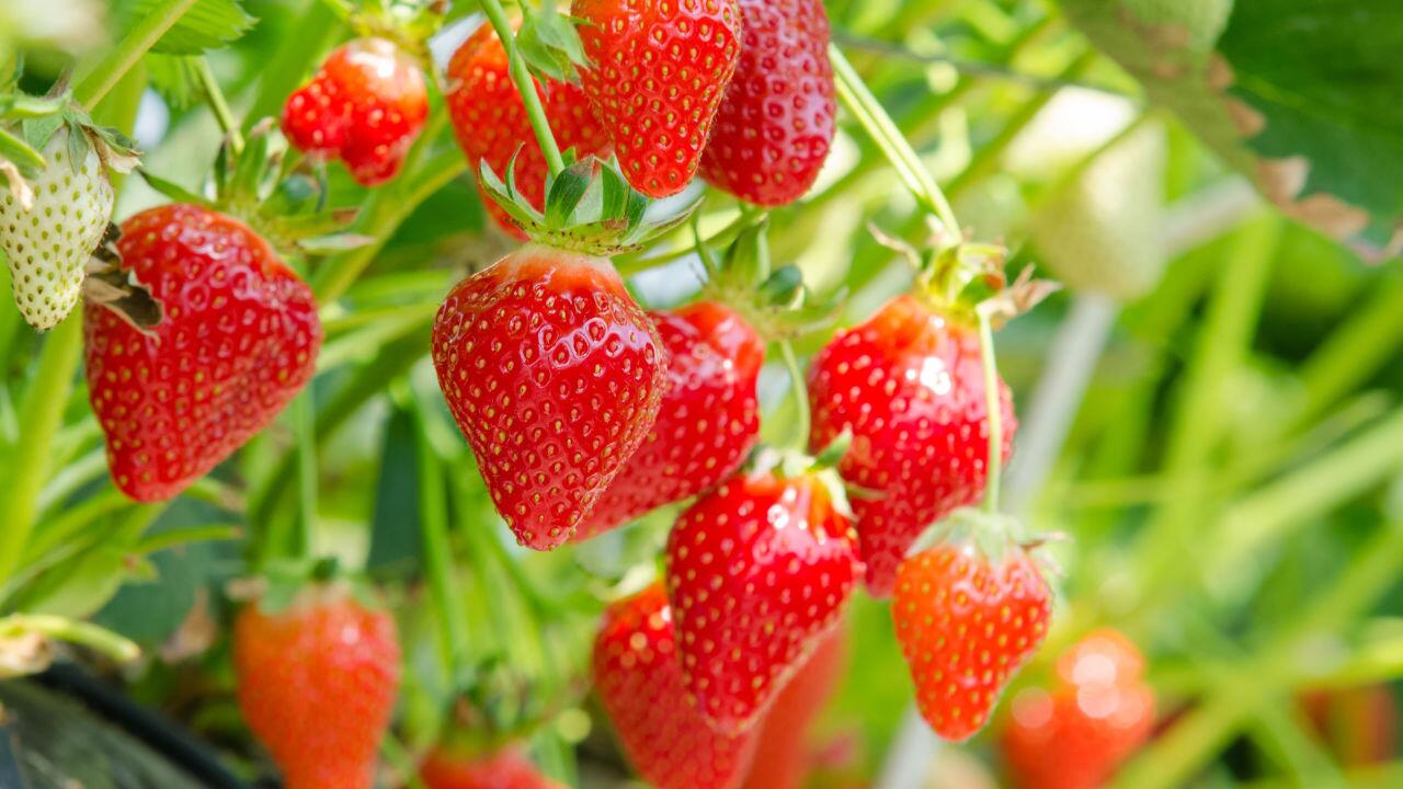 Kurioses Wissen: Sind Erdbeeren Nüsse?