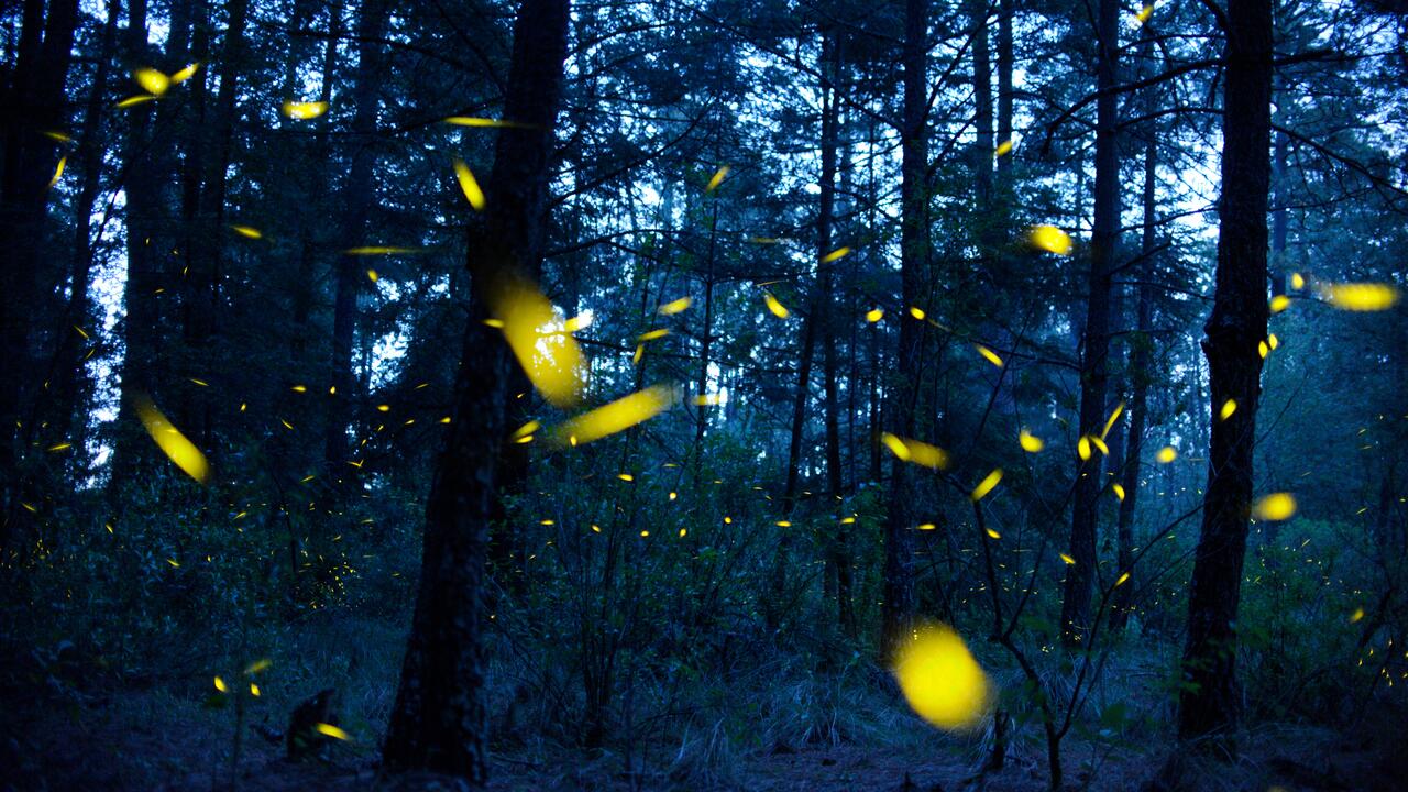 Lichtverschmutzung: Hellere Nächte, schwindendes Glühwürmchenleuchten