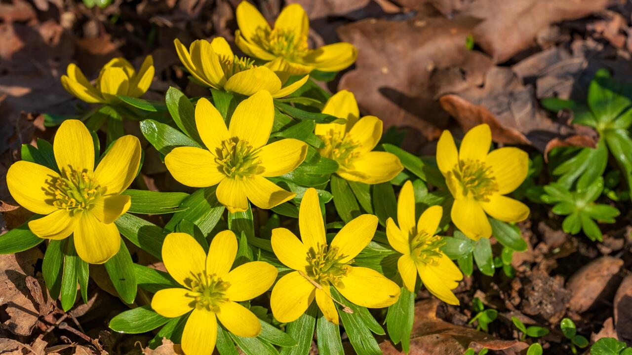 Maiglöckchen sind Frühblüher und liefern Insekten wie Bienen Nektar