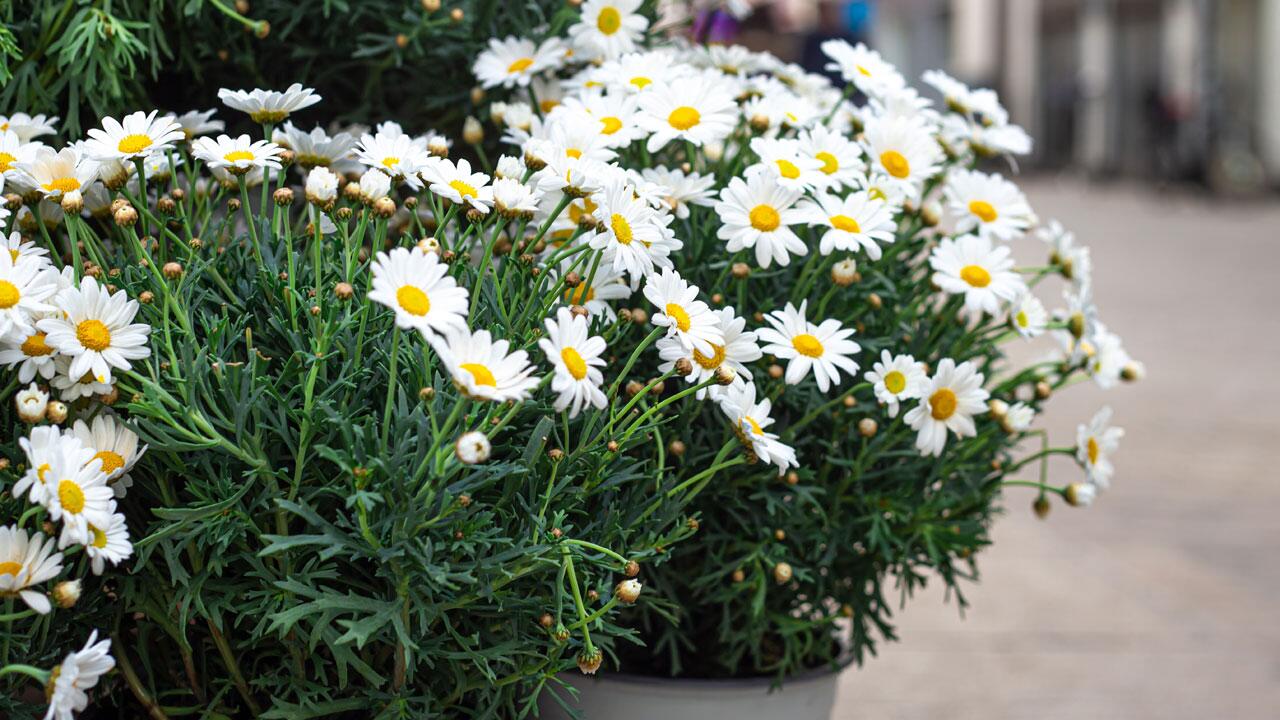 Margeriten überwintern leicht gemacht: So schützen Sie Garten- und Kübelpflanzen