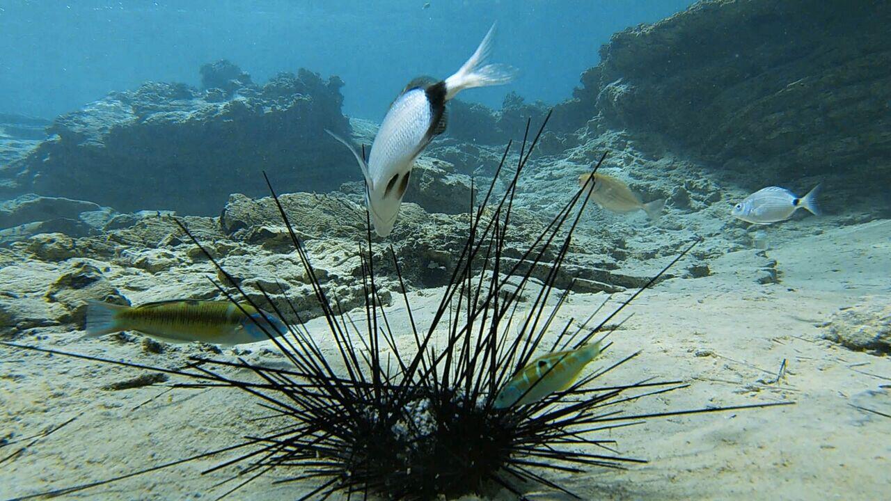 Massensterben von Seeigeln bedroht Korallenriffe