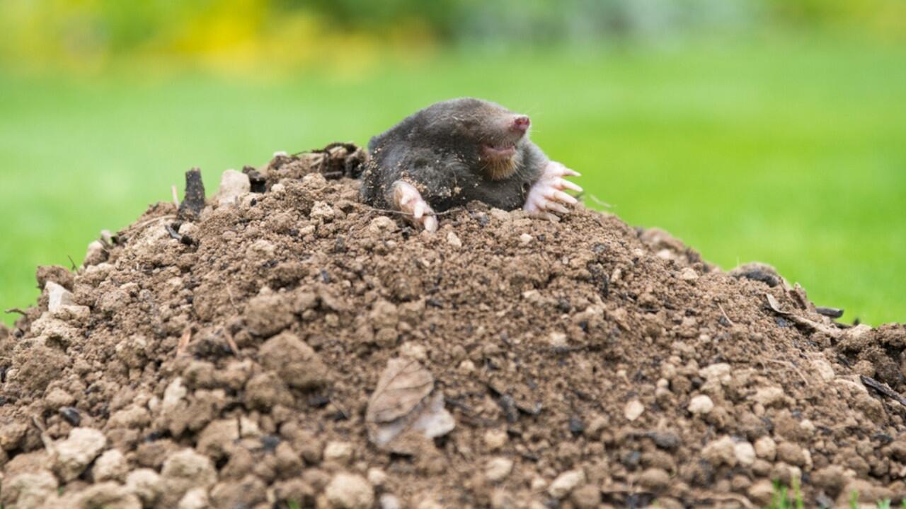 Maulwürfe sind geschützt, doch Maulwurfshügel im Garten können nerven.