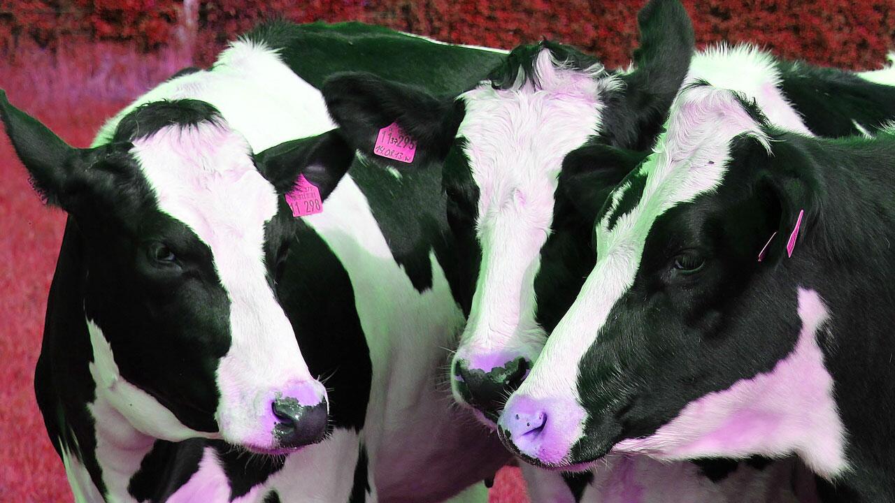 Mediatheken-Tipp "Blutige Milch": Warum das Leid der Kühe System hat