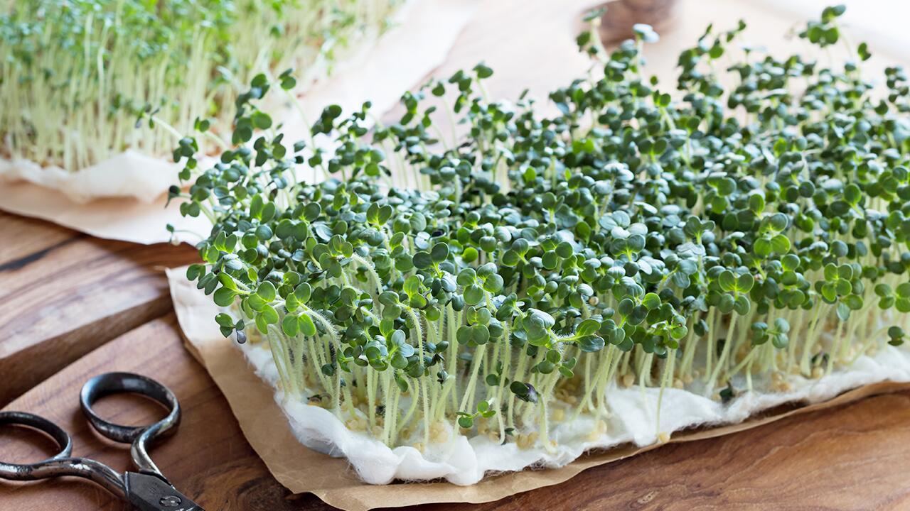 Microgreens sind als Bestandteil einer gesunden Ernährung geeignet, ersetzen aber nicht den Verzehr von ausgewachsenem Gemüse.