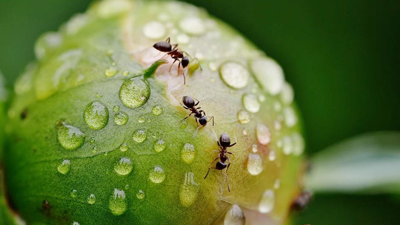 Mittel gegen Ameisen: Ameisenköder, Ameisenfallen & Ameisengift im Test