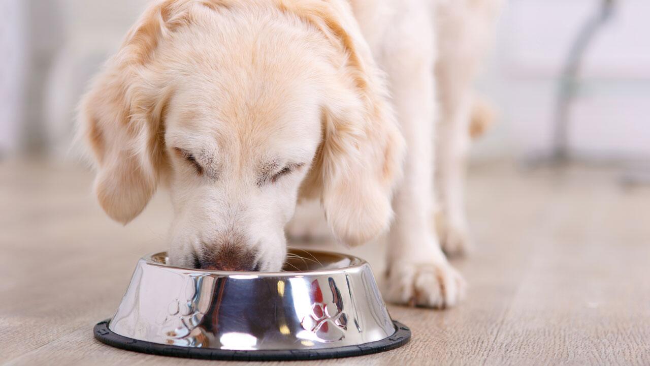 Multiresistente Bakterien in Hundefutter: Gefahr für Mensch und Tier