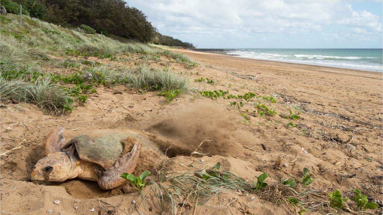 Mysteriöse "Panzer-Krankheit" bei australischen Meeresschildkröten