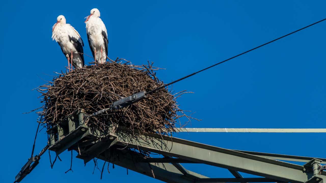 Nabu-Studie: Vogel-Sterben an Stromleitungen könnte eingedämmt werden 