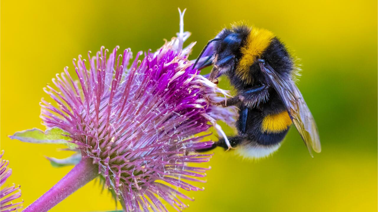 Nabu ruft zum Insektenbeobachten auf Nabu ruft zum Insektenbeobachten auf