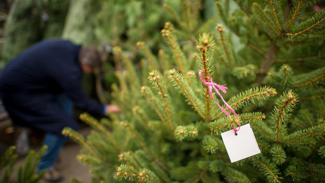 Nachhaltiger Weihnachtsbaum: Biotanne, Plastikbaum oder selber schlagen? 