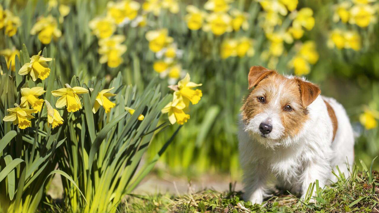 Narzissen & Co.: Blumenzwiebeln sind Gefahr für Haustiere