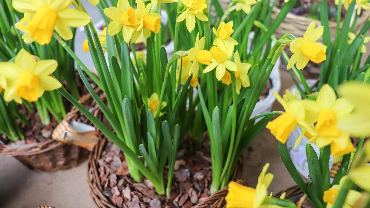 Narzissen aus dem Topf in den Garten pflanzen: 5 Tipps, mit denen es gelingt