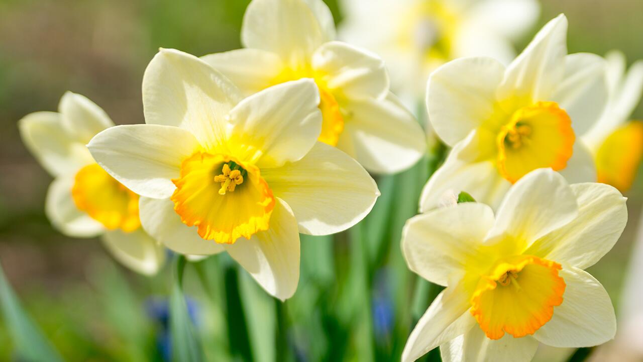 Narzissen pflegen: Wir geben Tipps, damit die Blumen länger frisch bleiben.