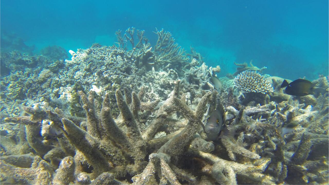 Naturwunder Great Barrier Reef: Erneut von Korallenbleiche bedroht Naturwunder Great Barrier Reef: Erneut von Korallenbleiche bedroht