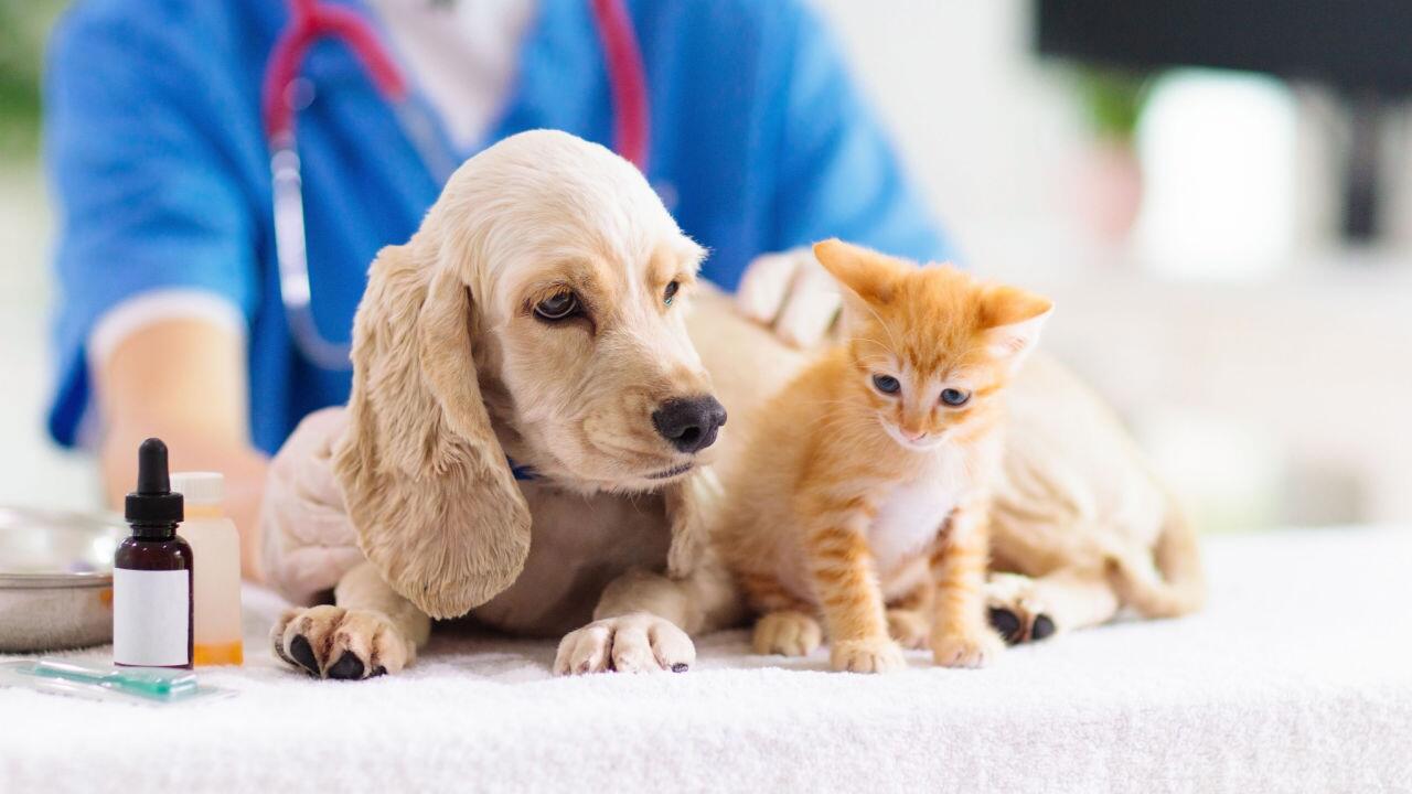 Neue Gebührenordnung: Besuch beim Tierarzt wird teurer