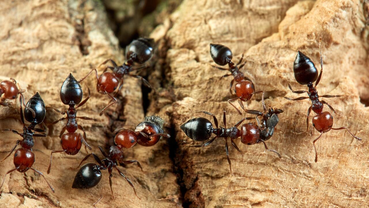Neue Studie: Rund 20 Billiarden Ameisen besiedeln die Erde