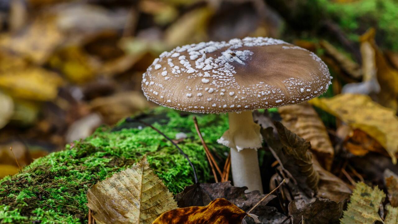 Nicht alle Pilze im Wald sind essbar. Beim Sammeln sollte man sich nicht alleine auf Apps verlassen.