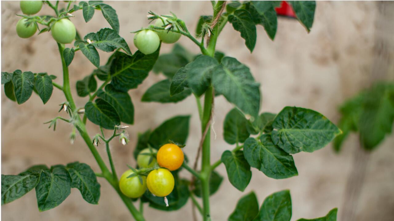 Nicht alle Tomaten werden bis zum Herbst reif. Sie können dir grünen Früchte aber retten.