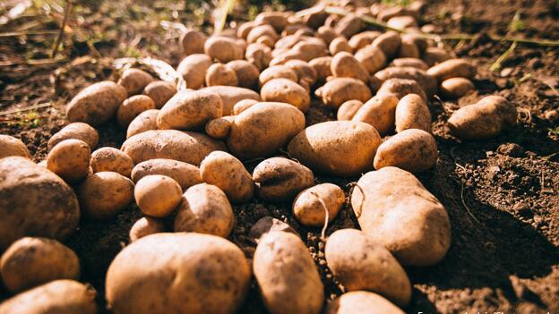 Norddeutsche Kartoffeln kaum mit Pestiziden belastet