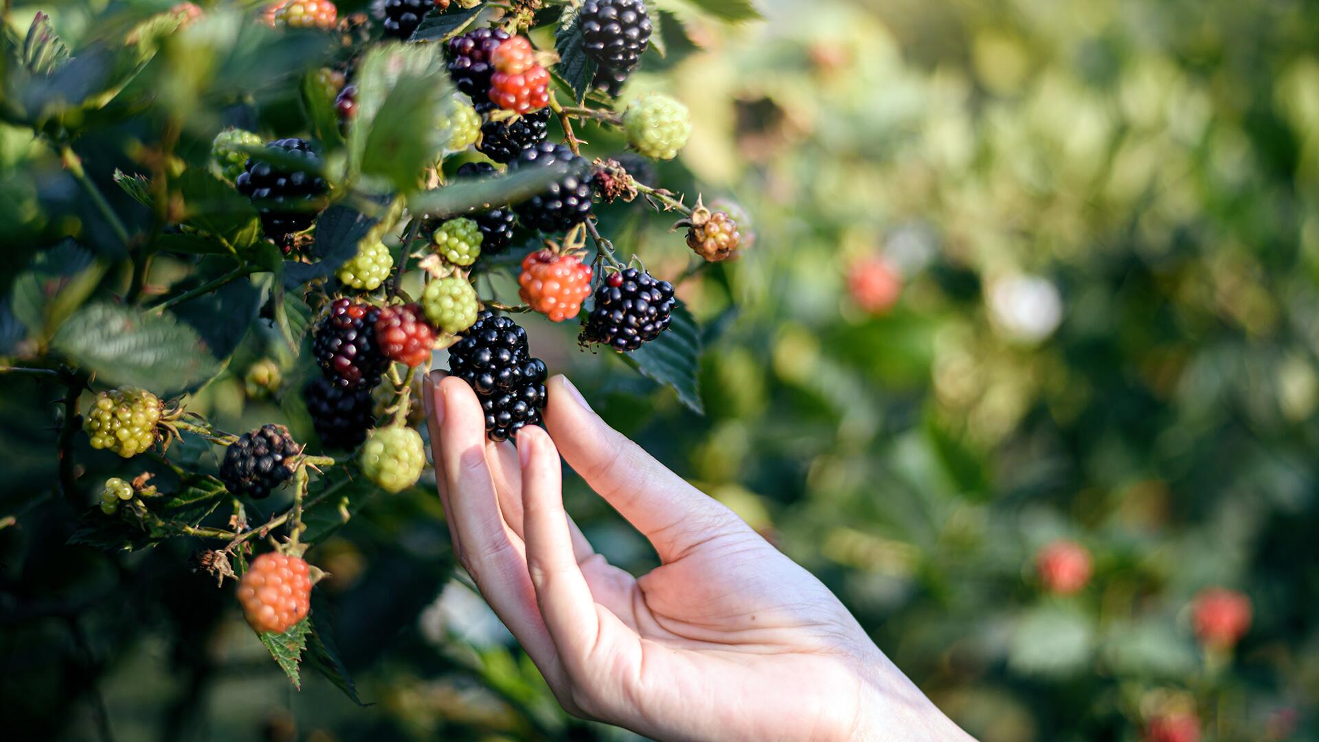 Obst pflücken am Wegesrand: Darf ich das?