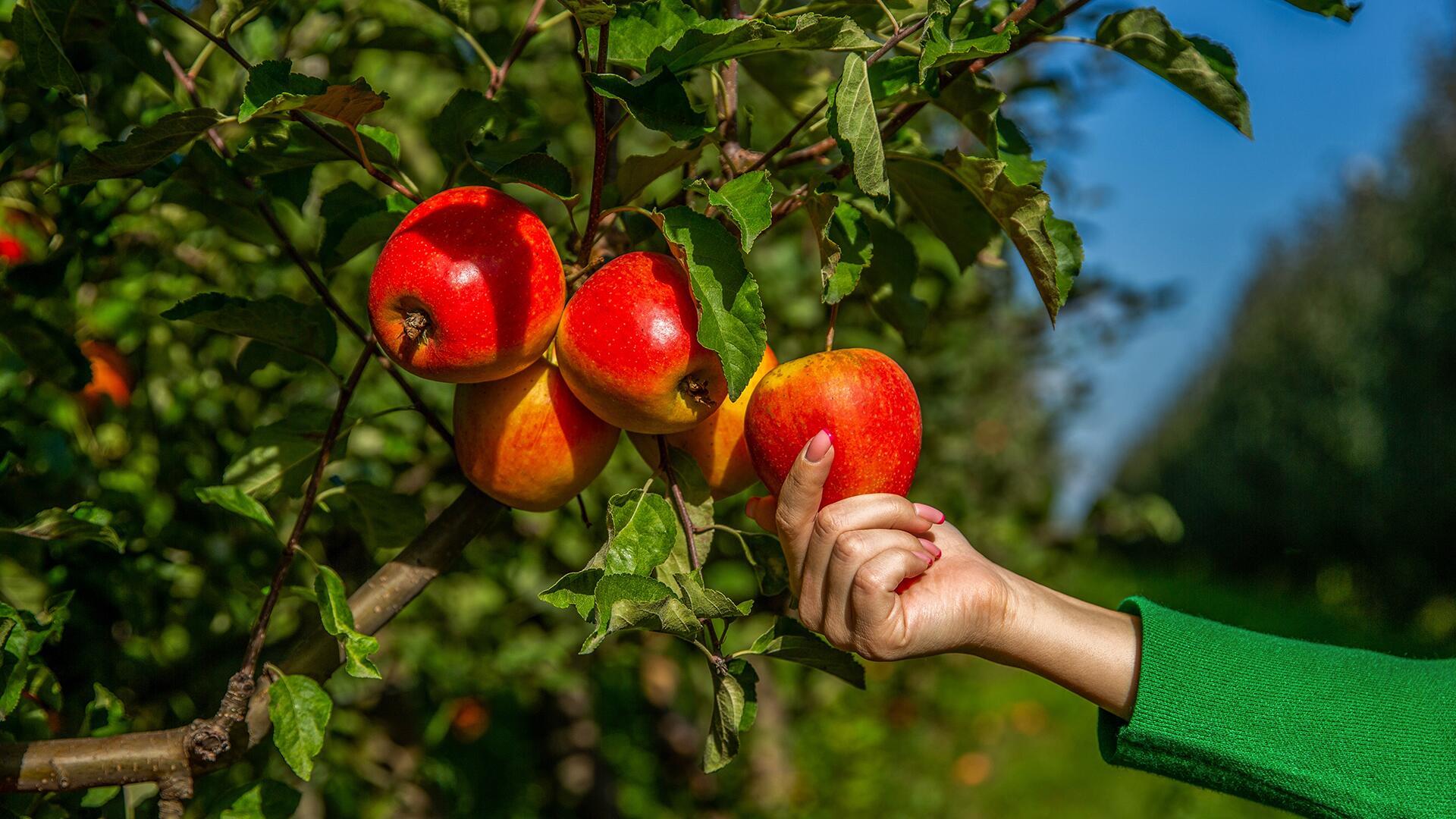 Obst pflücken am Wegesrand: Darf man das?