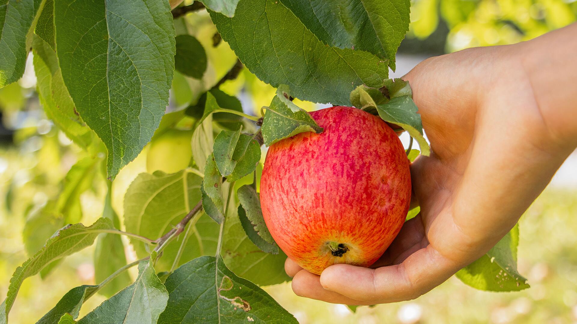 Obst pflücken am Wegesrand: Darf man das?