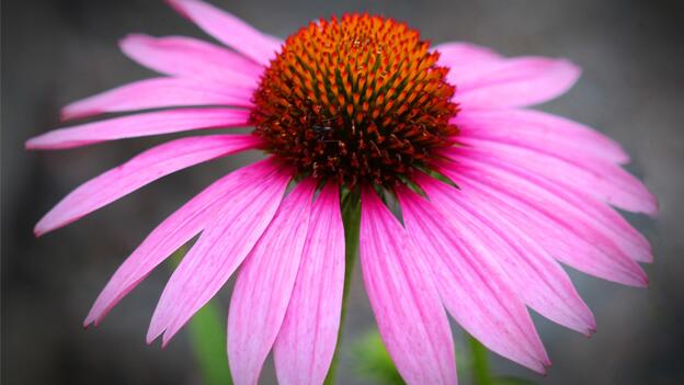 ÖKO-TEST hat 22 Echinaceapräparate im Labor untersuchen lassen. ÖKO-TEST hat 22 Echinaceapräparate im Labor untersuchen lassen.