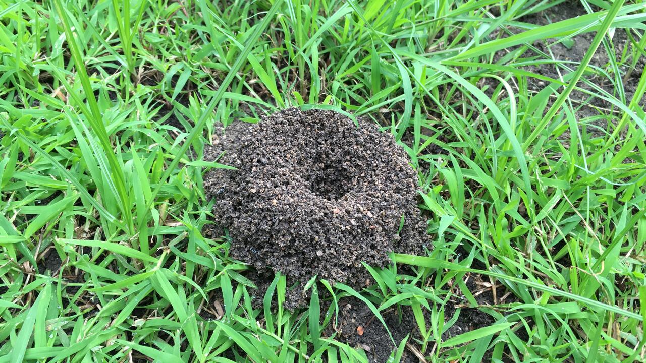 ÖKO-TEST hat Tipps, wie Sie Ameisen im Garten loswerden.
