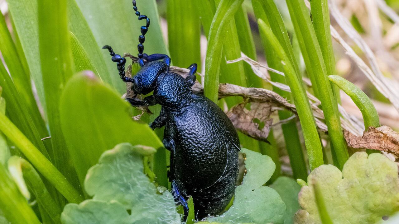 Ölkäfer sind jetzt in Gärten unterwegs.