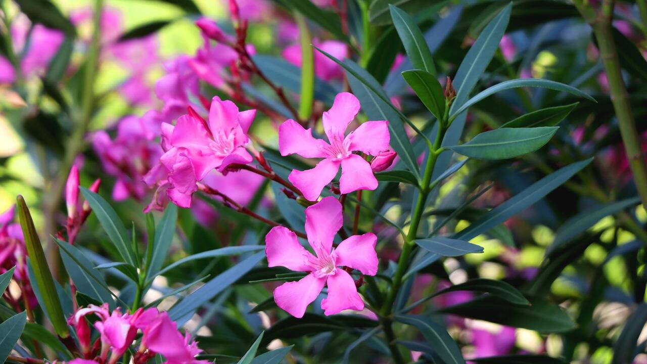Oleander überwintern: So kommt der Rosenlorbeer gut durch den Winter